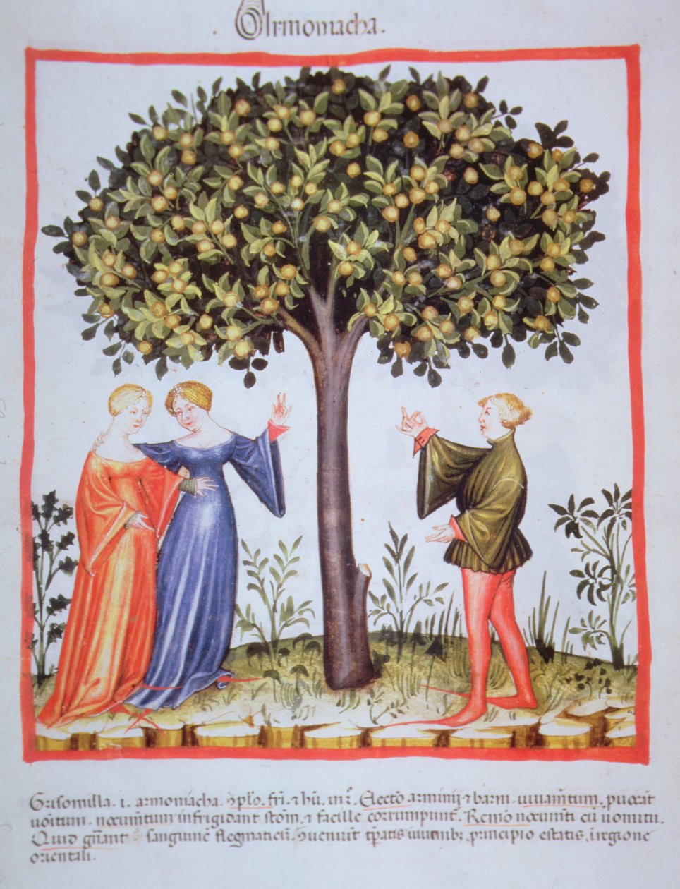 "Tacunum Sanitatis" Codex Vindobonensis Nova Series 2644, fol. 9, Kayısı Toplama, Minyatür (1370-1400) (kağıt üzerine boya) by Unbekannt