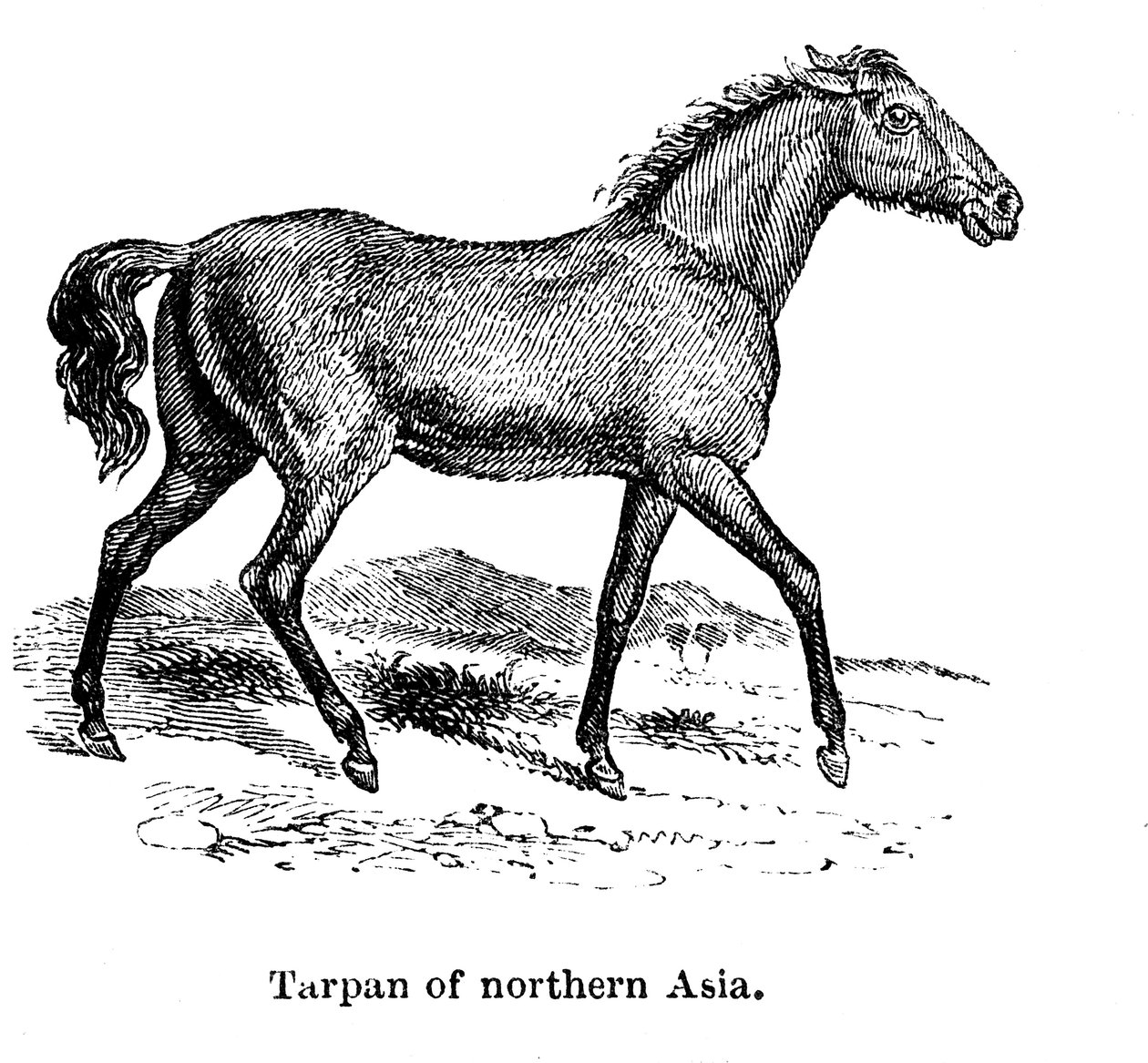 Tarpan, 1850 by Unbekannt