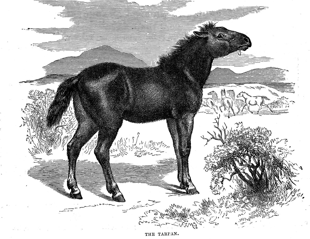 Tarpan, 1884 by Unbekannt