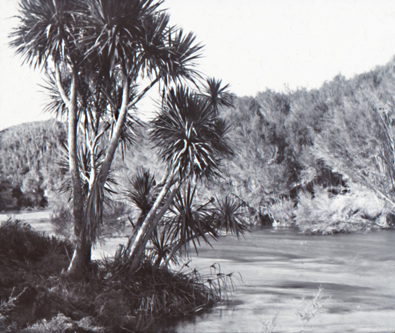 Te Waihou Nehri, Okoroire, 19. yüzyılın sonları - 20. yüzyılın başlarında. by Unbekannt