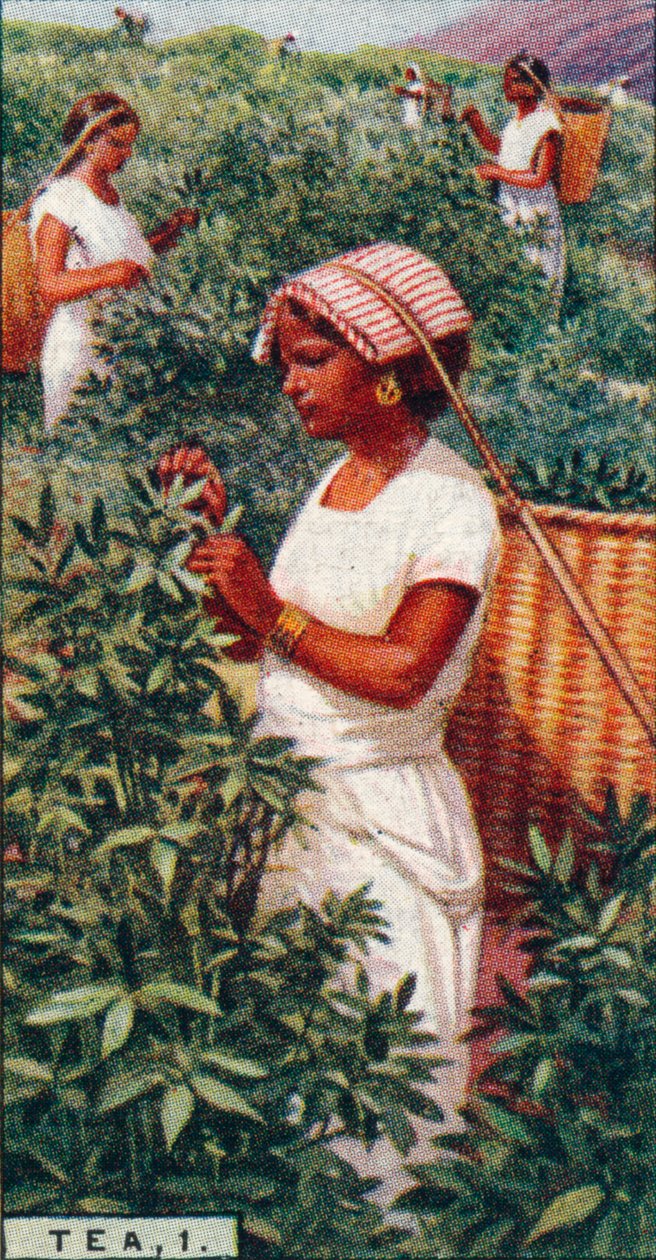 Çay, 1. - Yaprakları Yolmak, Seylan, 1928 by Unbekannt