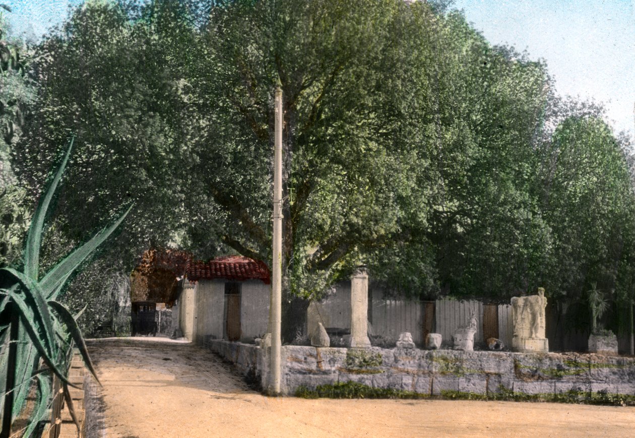 Müren ağacı, Hammam Meskoutine, Cezayir by Unbekannt