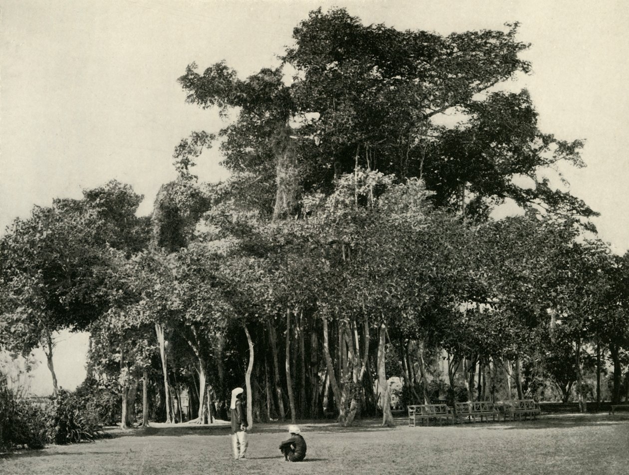Banyan Ağacı, Kışla, 1870, 1925. by Unbekannt