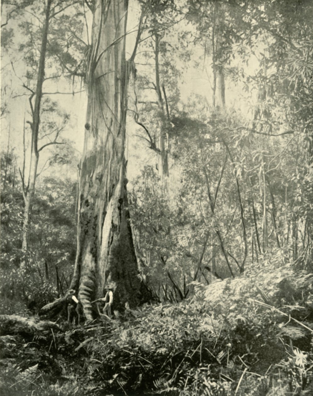 Baron, Tanınmış Uzun Bir Ağaç, 1901. by Unbekannt