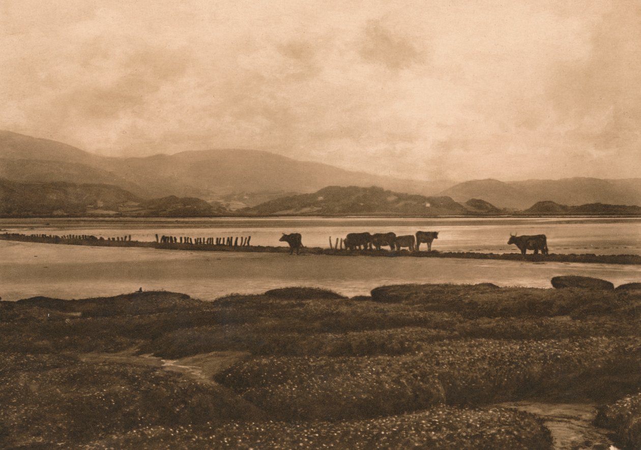 Ynyslas