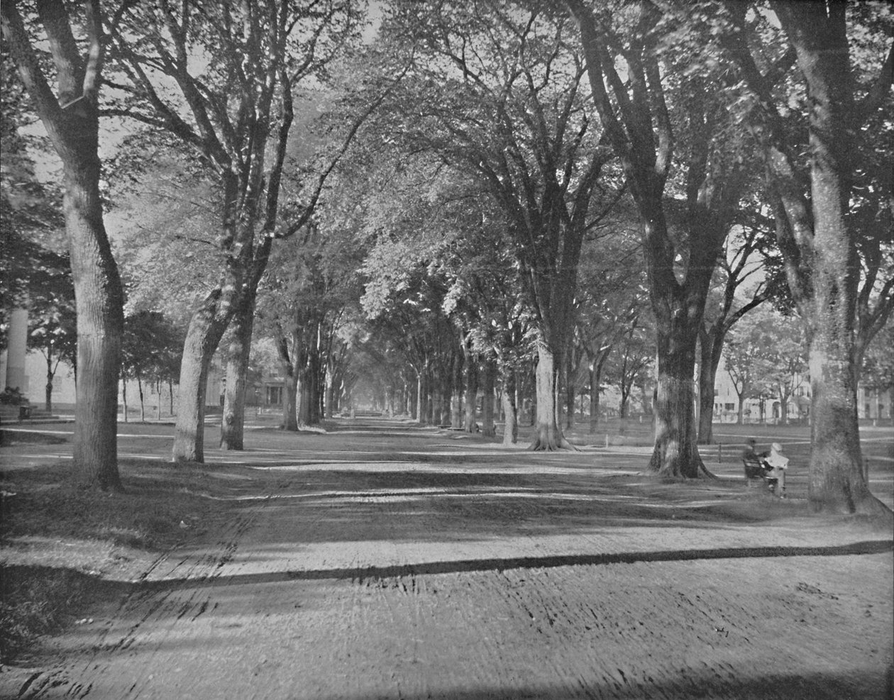 Elms, New Haven, Conn., c1897. by Unbekannt