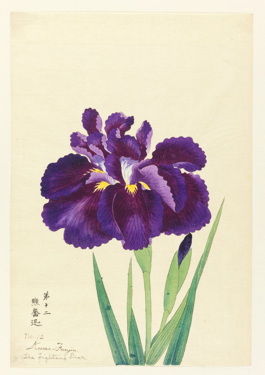 Dövüşen Ayı (Kuma Funjin), No. 12, yaklaşık 1910 by Unbekannt