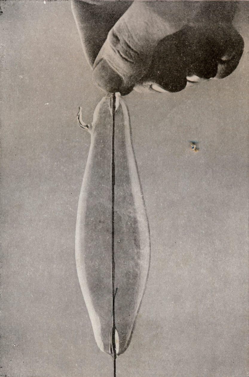 İlk Akkor Elektrik Lambası, c1916 by Unbekannt