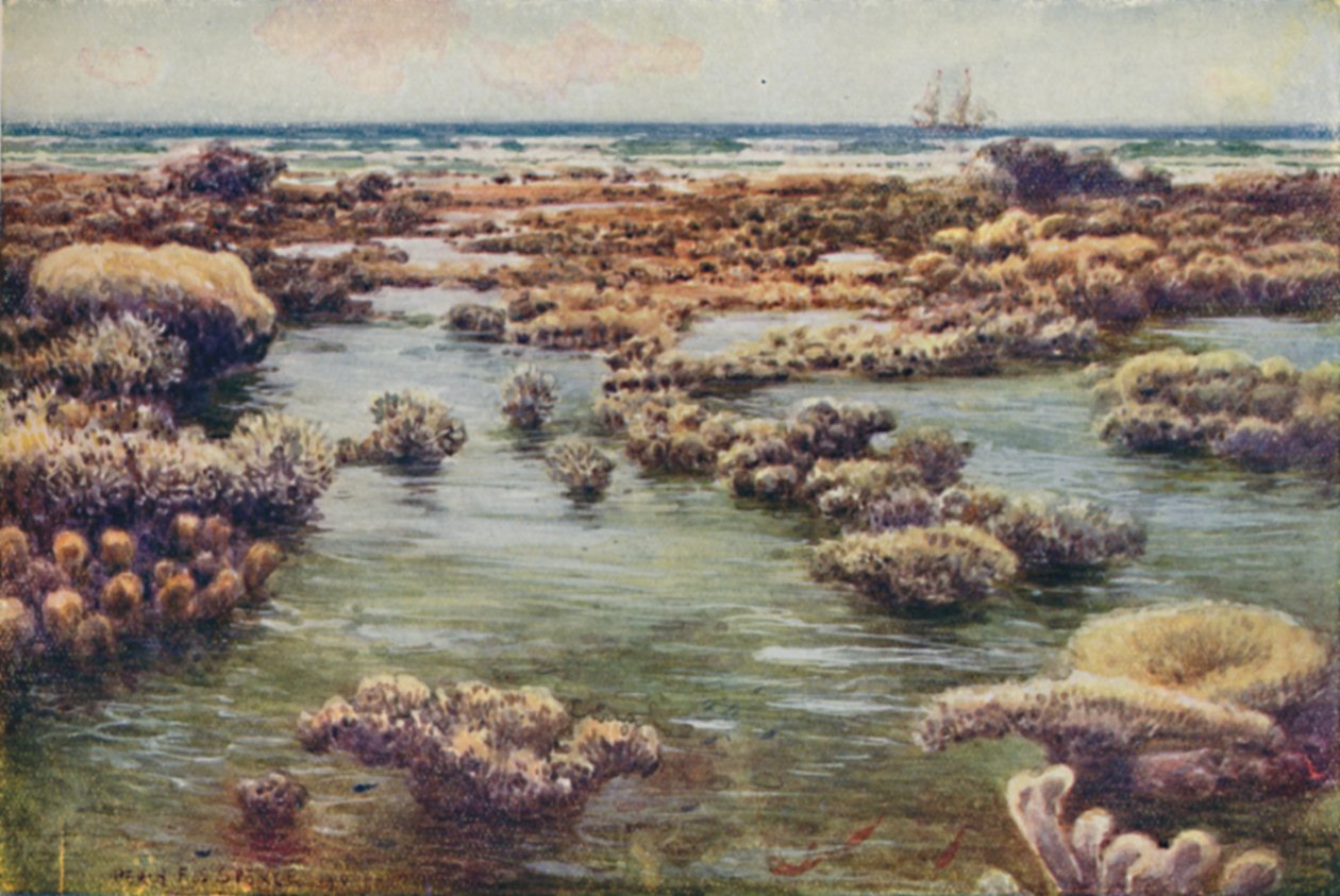 Büyük Set Resifi, 1923. by Unbekannt