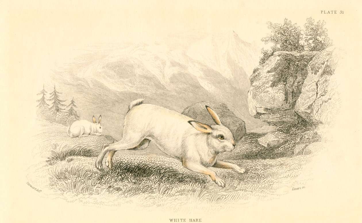 Tavşan Lepus europaeus, 1828 by Unbekannt