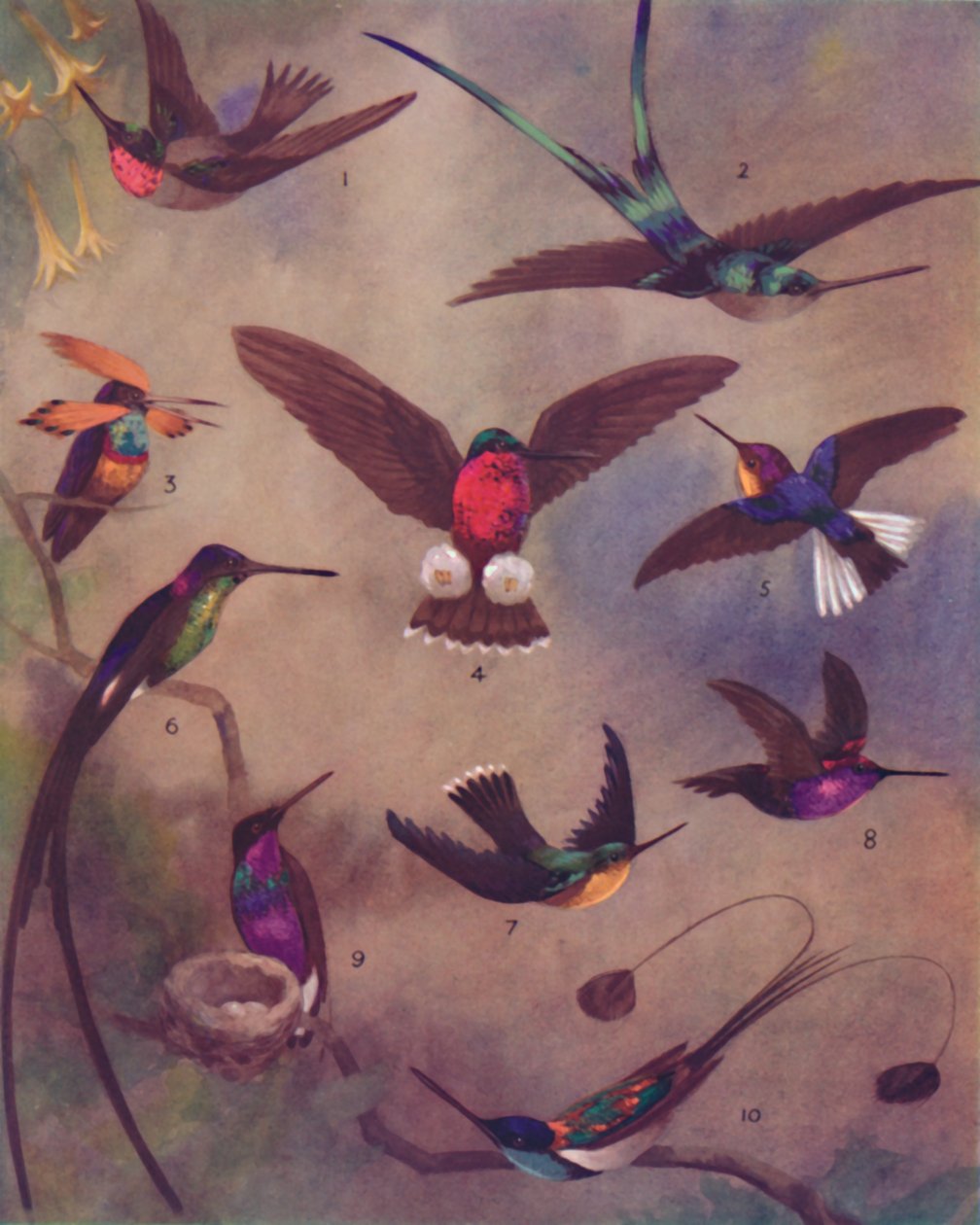 Sinek Kuşlarının Muhteşem Rengi, 1935 by Unbekannt