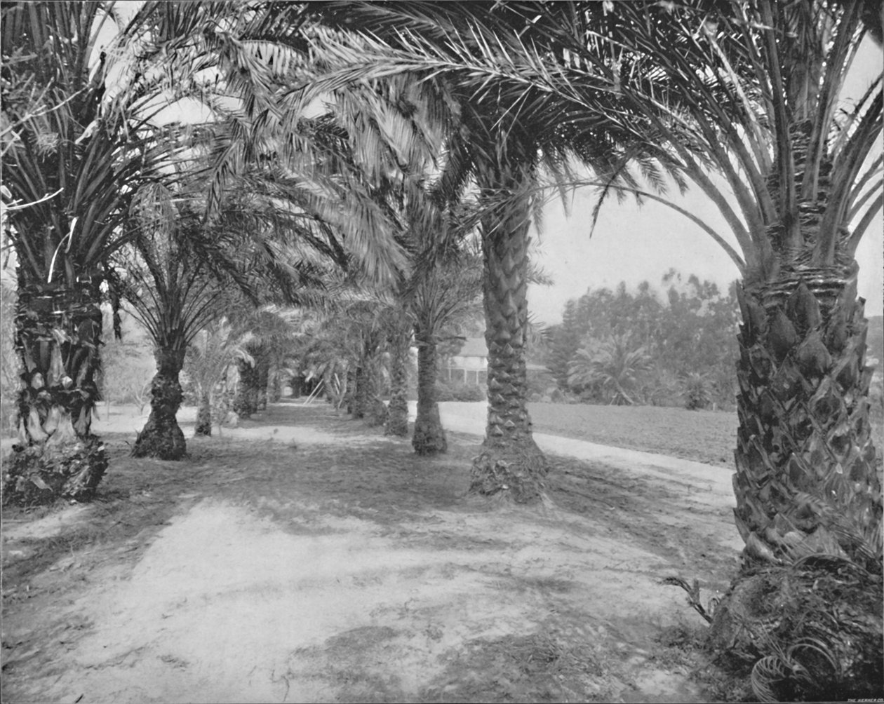 Glenannie Palms, Florida, 19. yüzyıl by Unbekannt