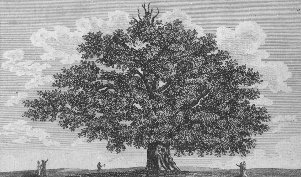Penshurst Meşesi, 1794 by Unbekannt