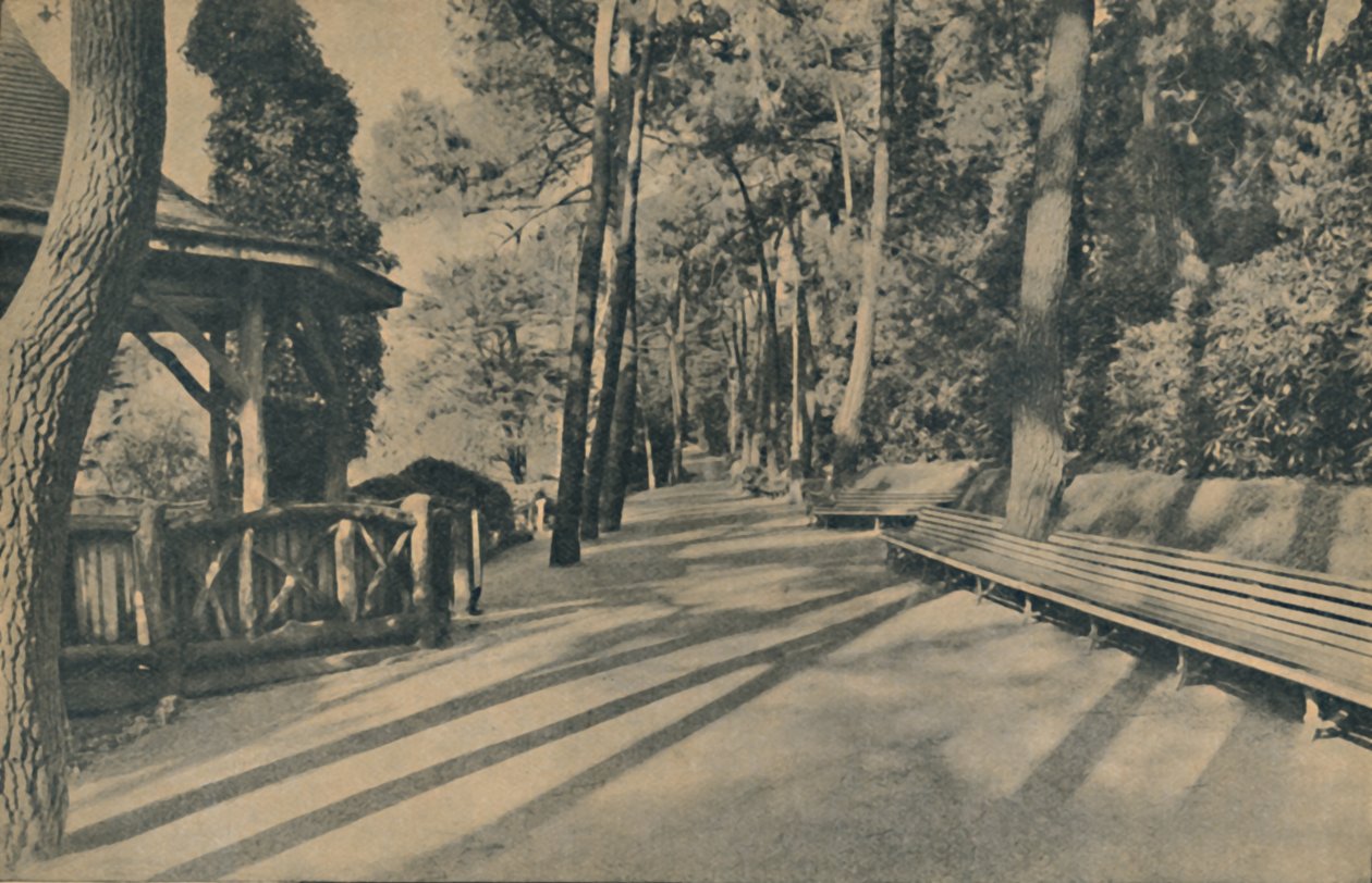 Çam Yürüyüşü, 1929 by Unbekannt