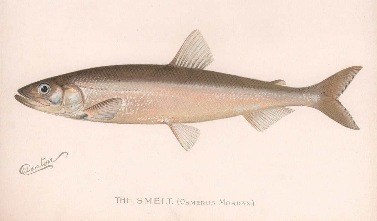 Smeet Osmerus Mordax., c.1920