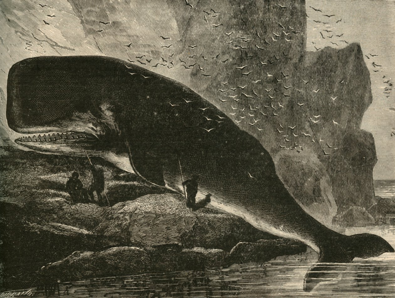 Sperm-Balina, 1882. by Unbekannt