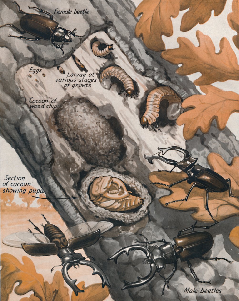 En Büyük İngiliz Böceğinin Öyküsü, 1935 by Unbekannt