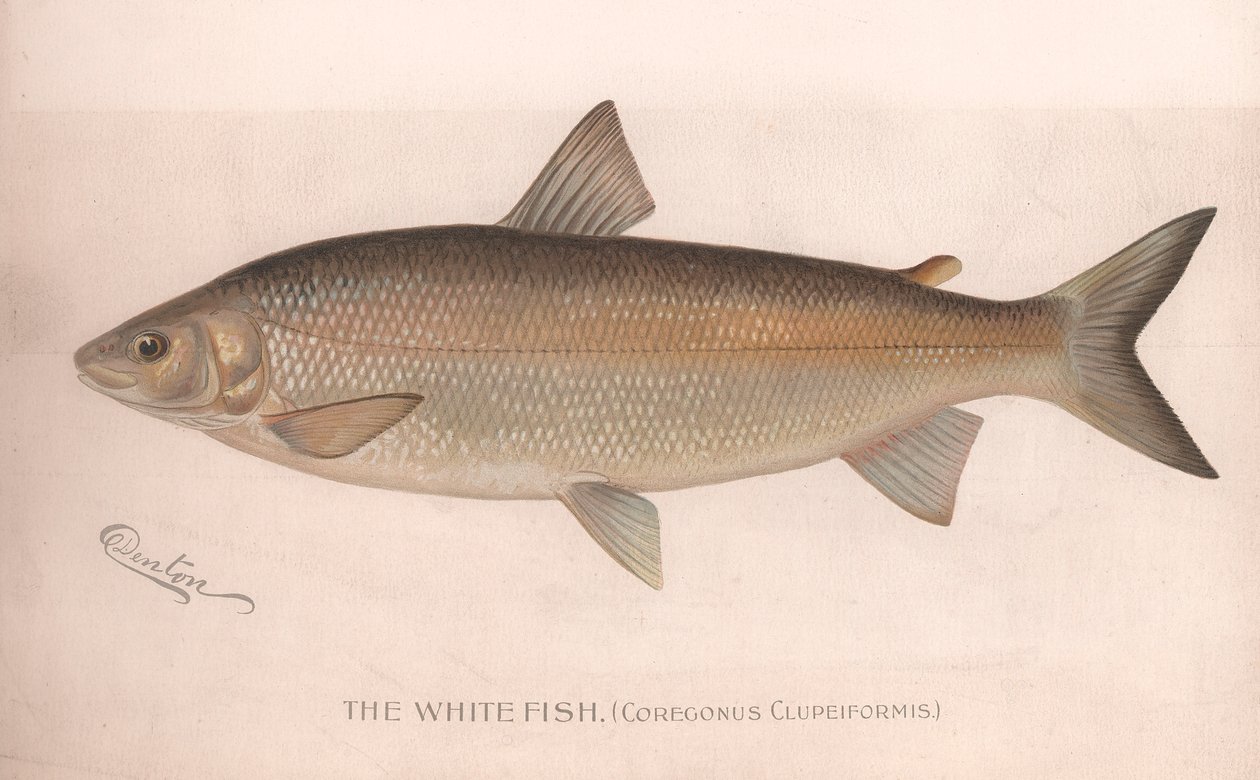 Beyaz Balık Coregonus Clupeiformis, 1920'ler by Unbekannt