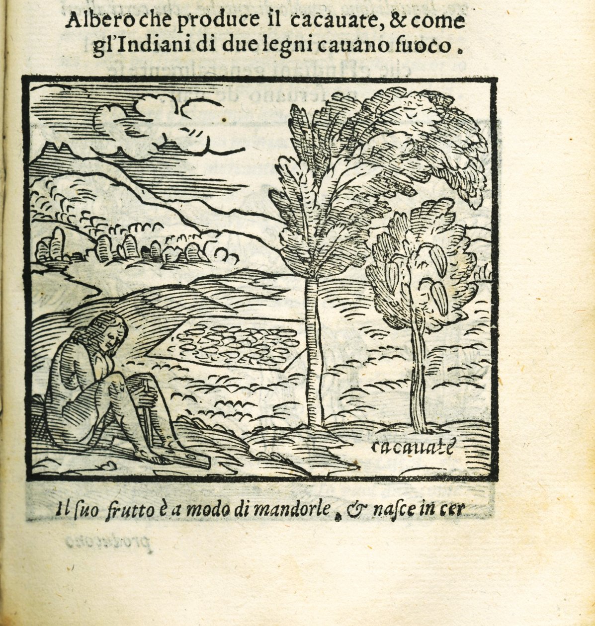 Kakao ağacı. Historia del Mondo Nuovo