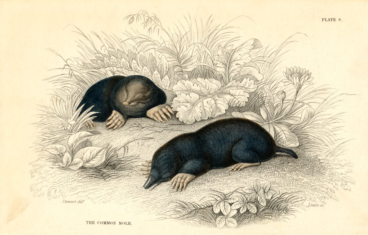 Soğuk algınlığı Talpa europaea, 1828 by Unbekannt