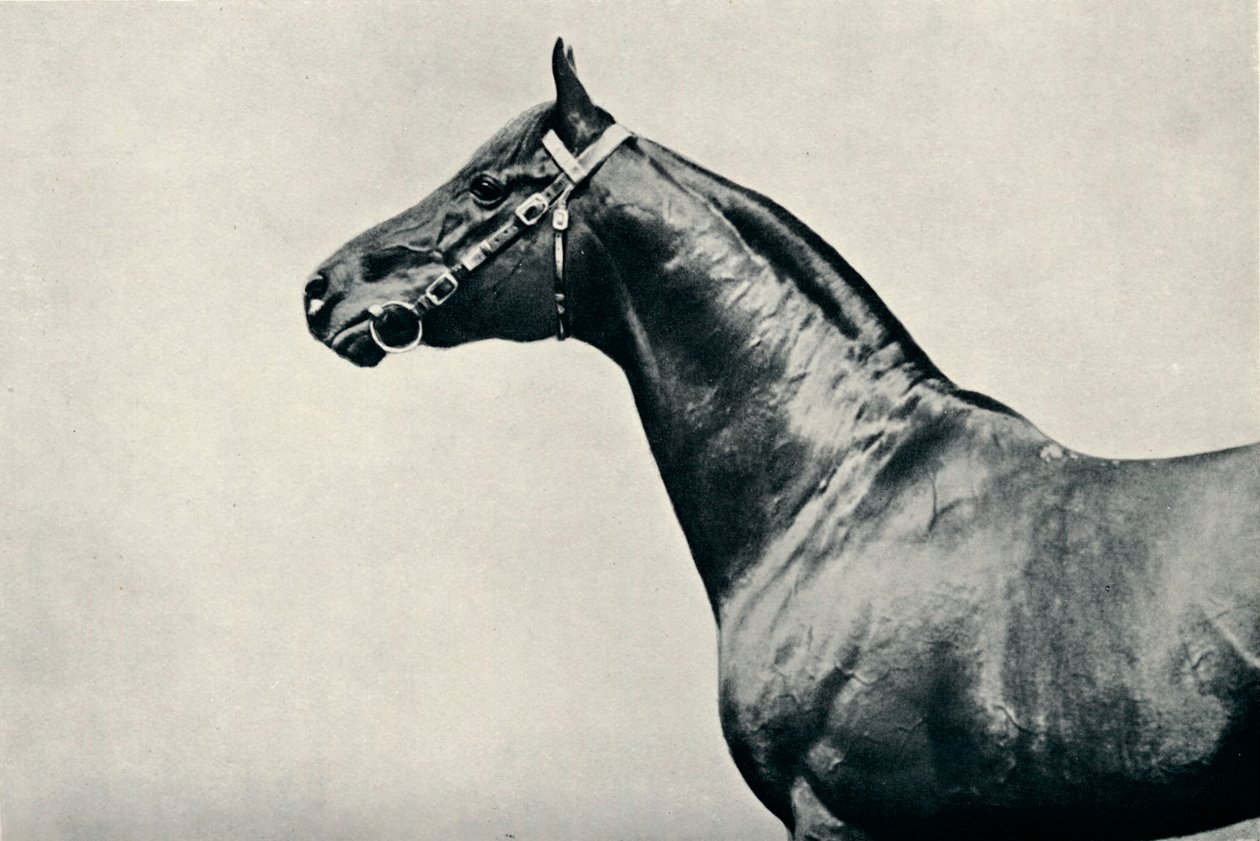 Safkan yarış atının başı, Radium, c1910 by Unbekannt