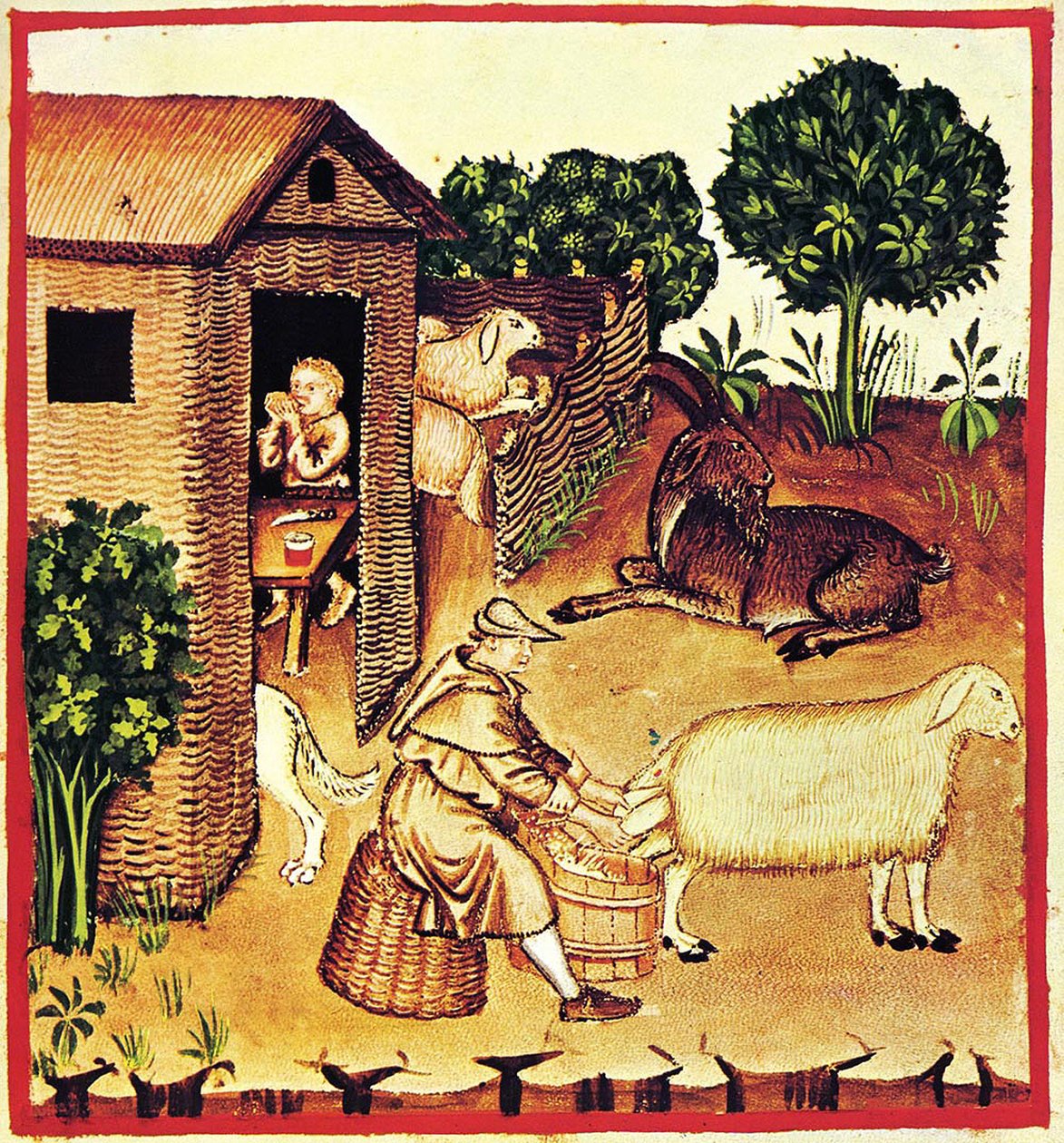 Peynir üretimi. Tacuinum Sanitatis