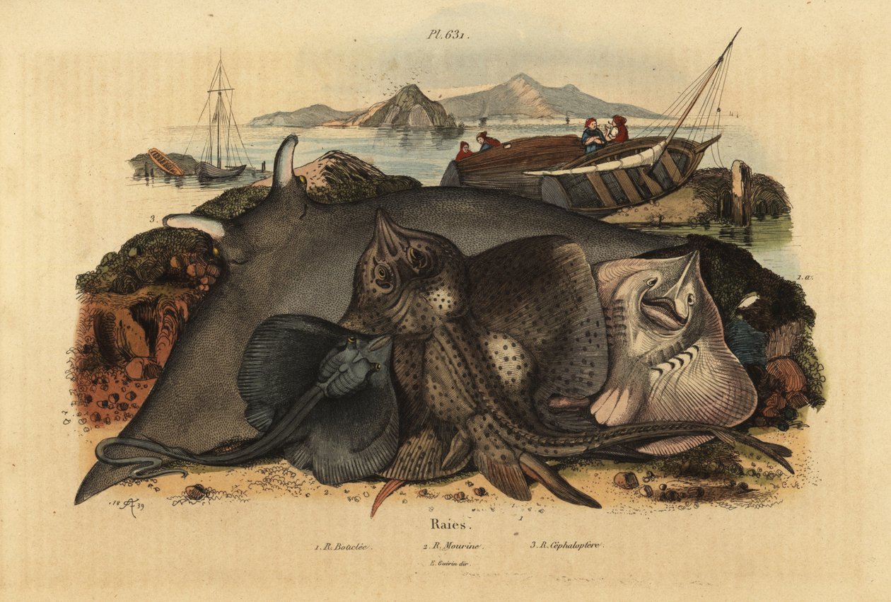 Dikenli ışın, Raja clavata 1, Lusitanian cownose ışını, Rhinoptera marginata 2 ve dev şeytan ışını, Mobula mobular 3, tehlikede by Unbekannt