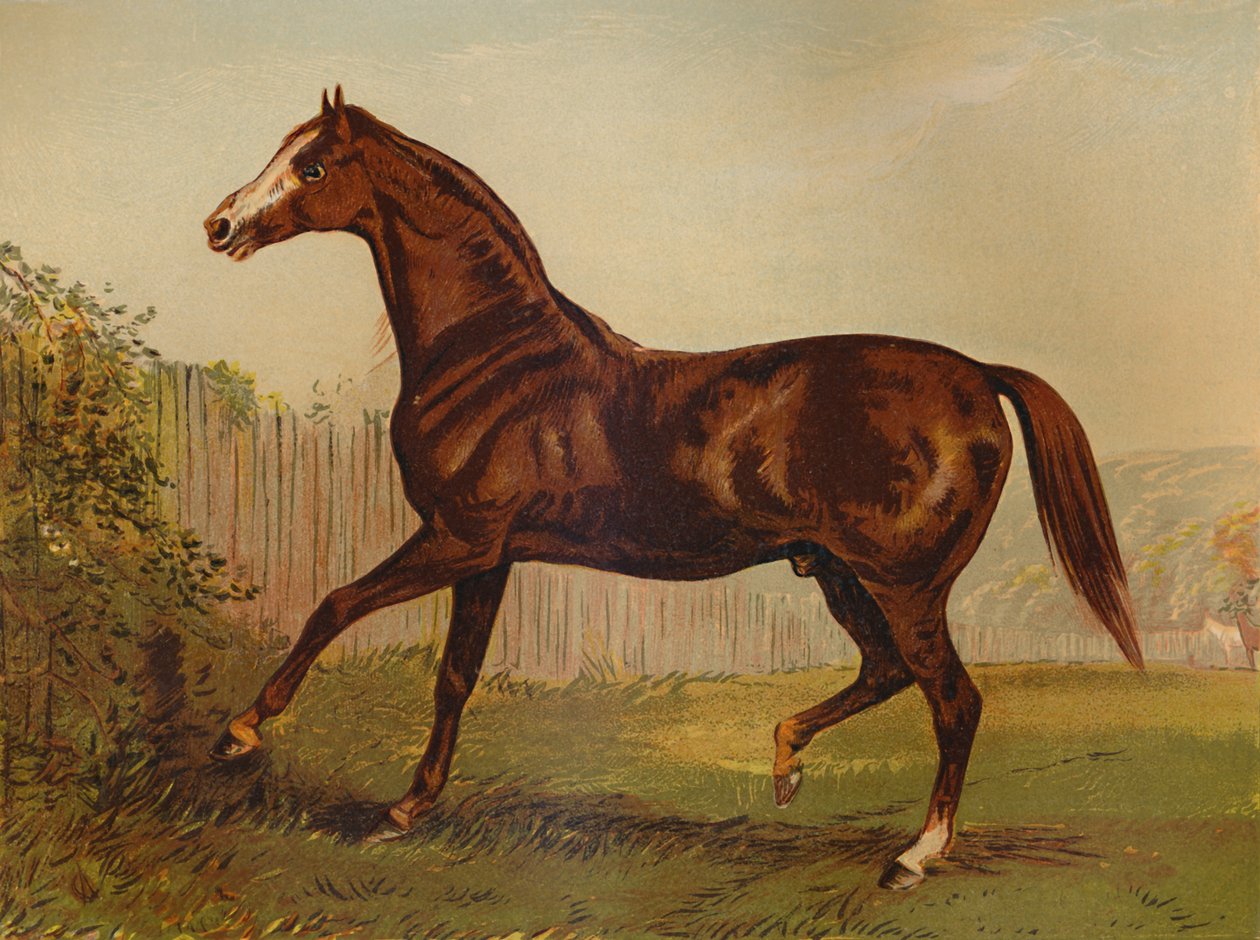 Safkan Sire Blair Athol, Derby & St Leger 1864, c1879 galibi. by Unbekannt