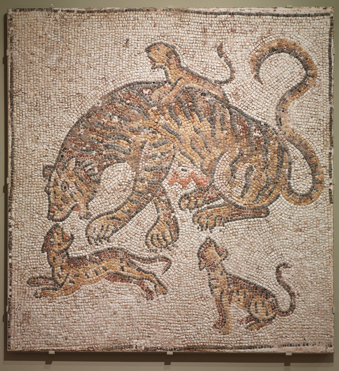 Kaplan ve Yavrular, 300
