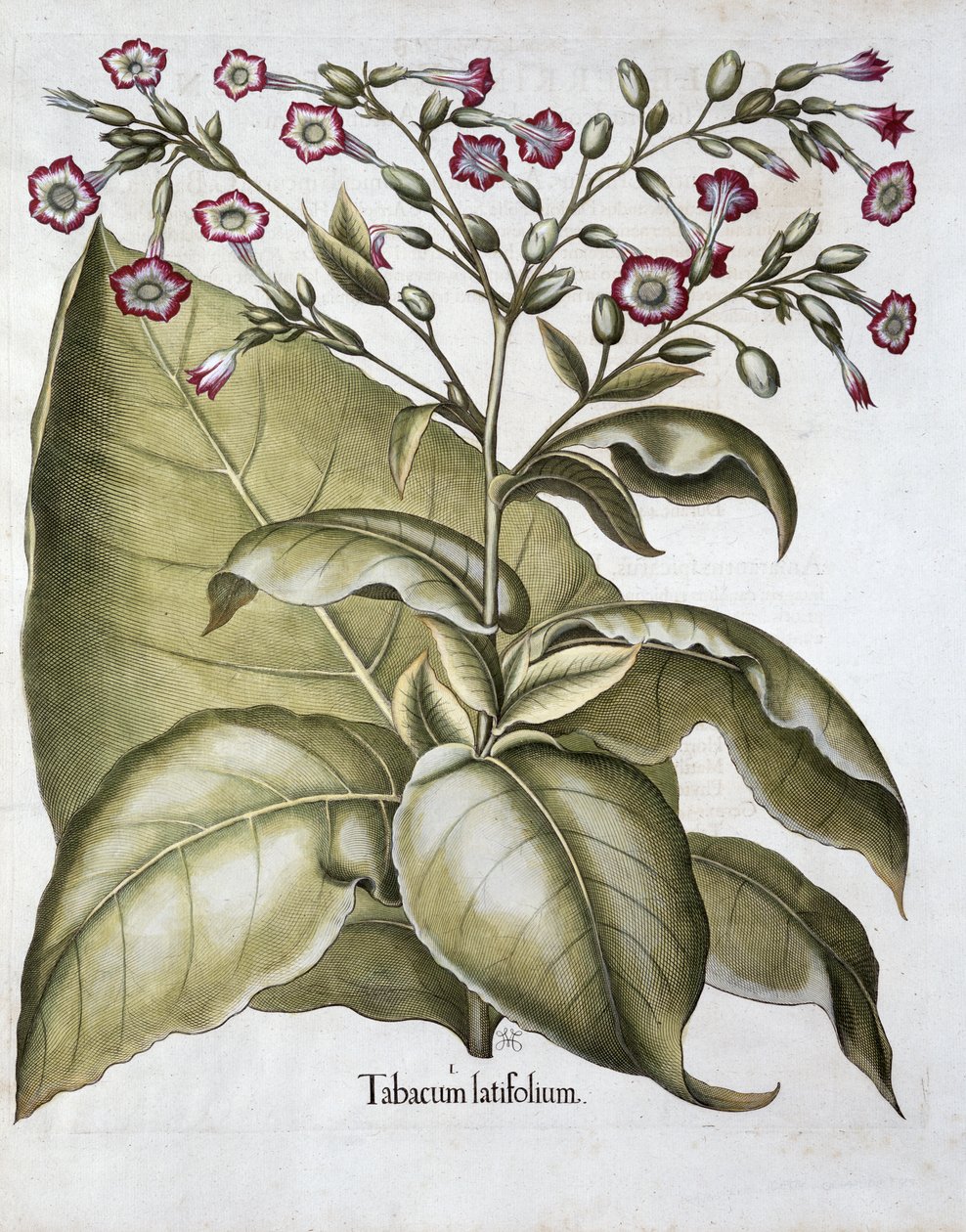 Tütün bitkisi, 1613 by Unbekannt