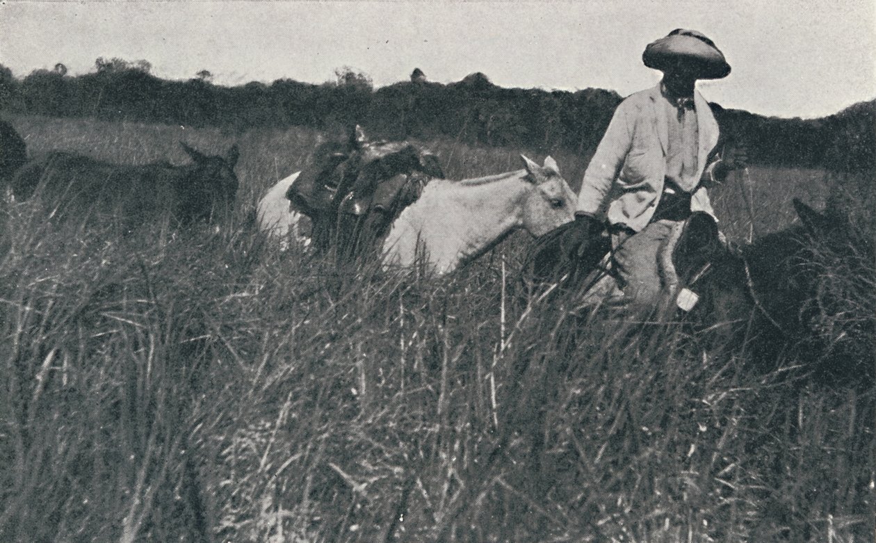 Pampalarda Yolculuk, 1916 by Unbekannt