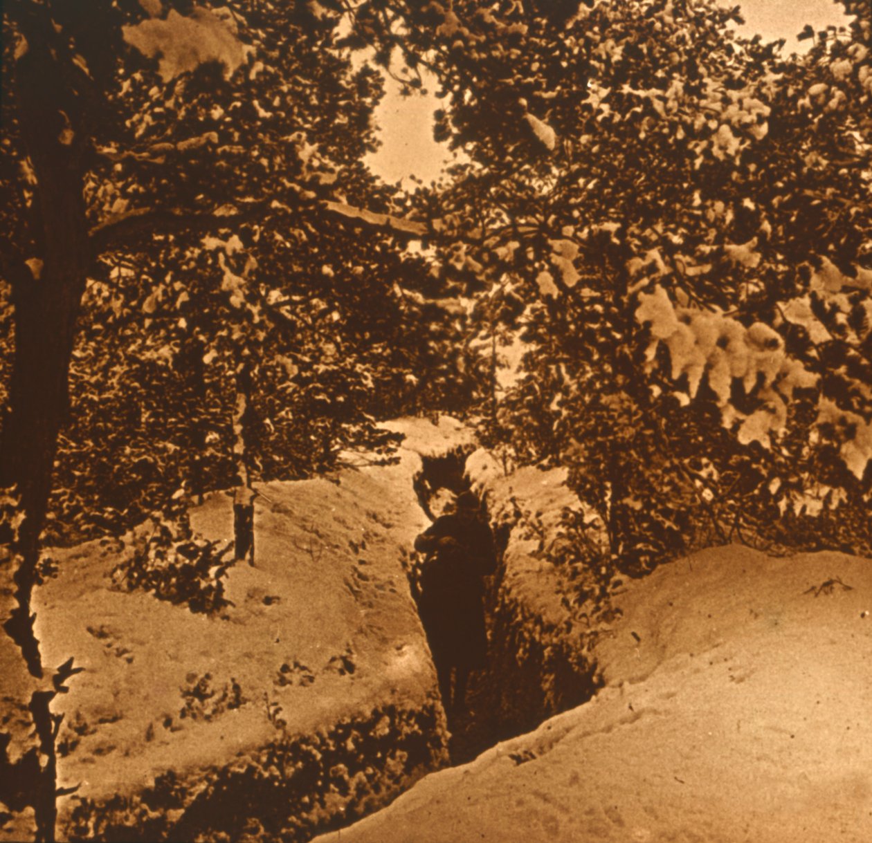 Köknar ağaçlarının altındaki siperler, c1914-c1918 by Unbekannt