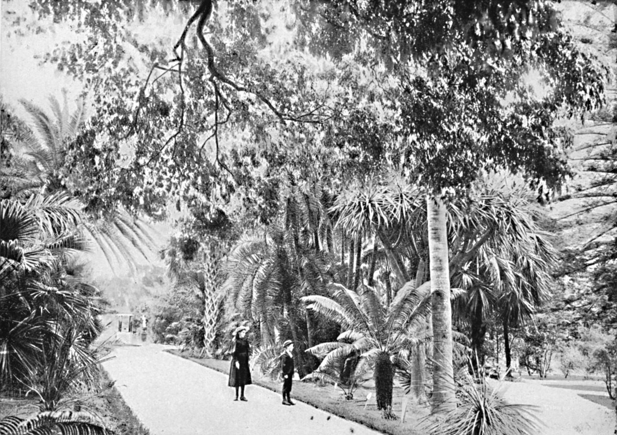 Botanik Bahçelerinde Tropikal Palmiyeler ve Eğreltiotları, c1900. by Unbekannt