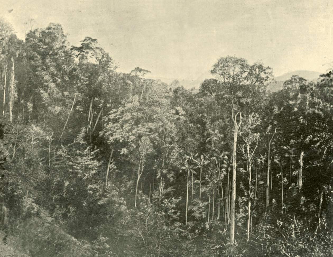 Tropikal Scrubs, Blackall Sıradağları, Queensland, 1901. by Unbekannt