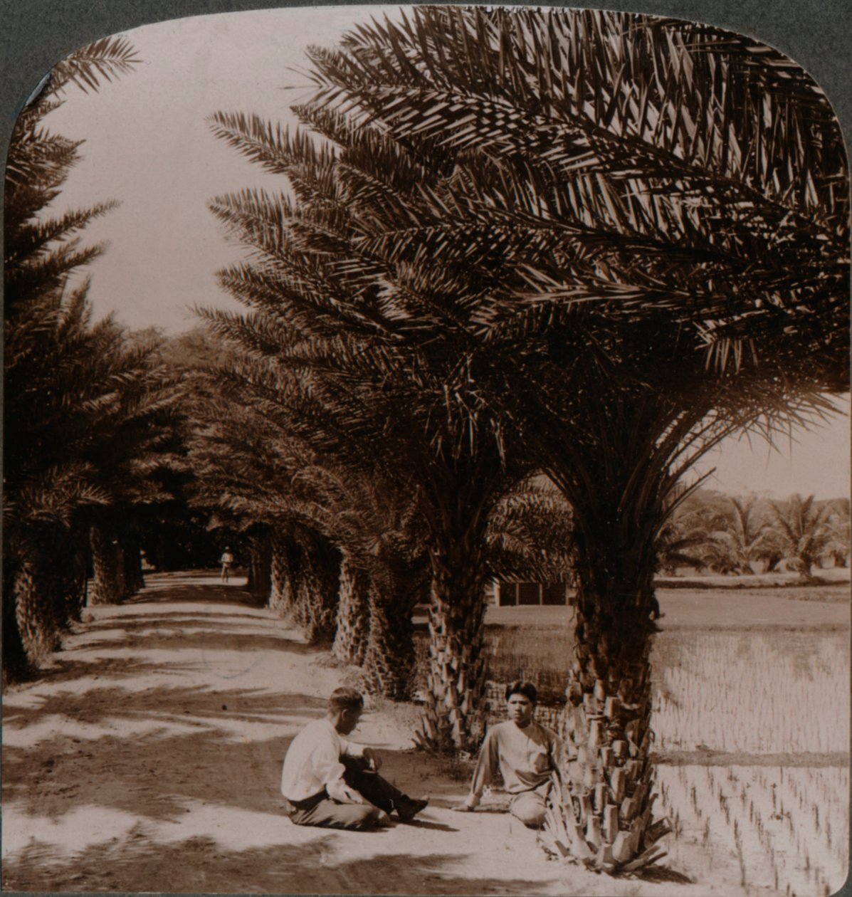 Hurma ağaçlarının bulunduğu bir caddenin tropikal güzelliği, Honolulu yakınlarındaki Moanalua, H. Is. c1900 by Unbekannt