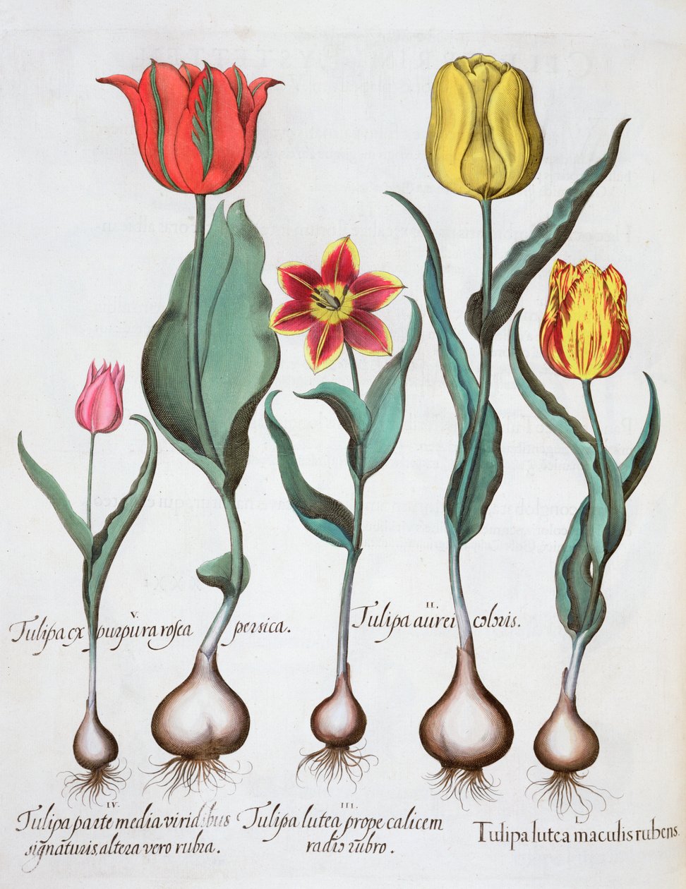 Laleler, 1613 by Unbekannt
