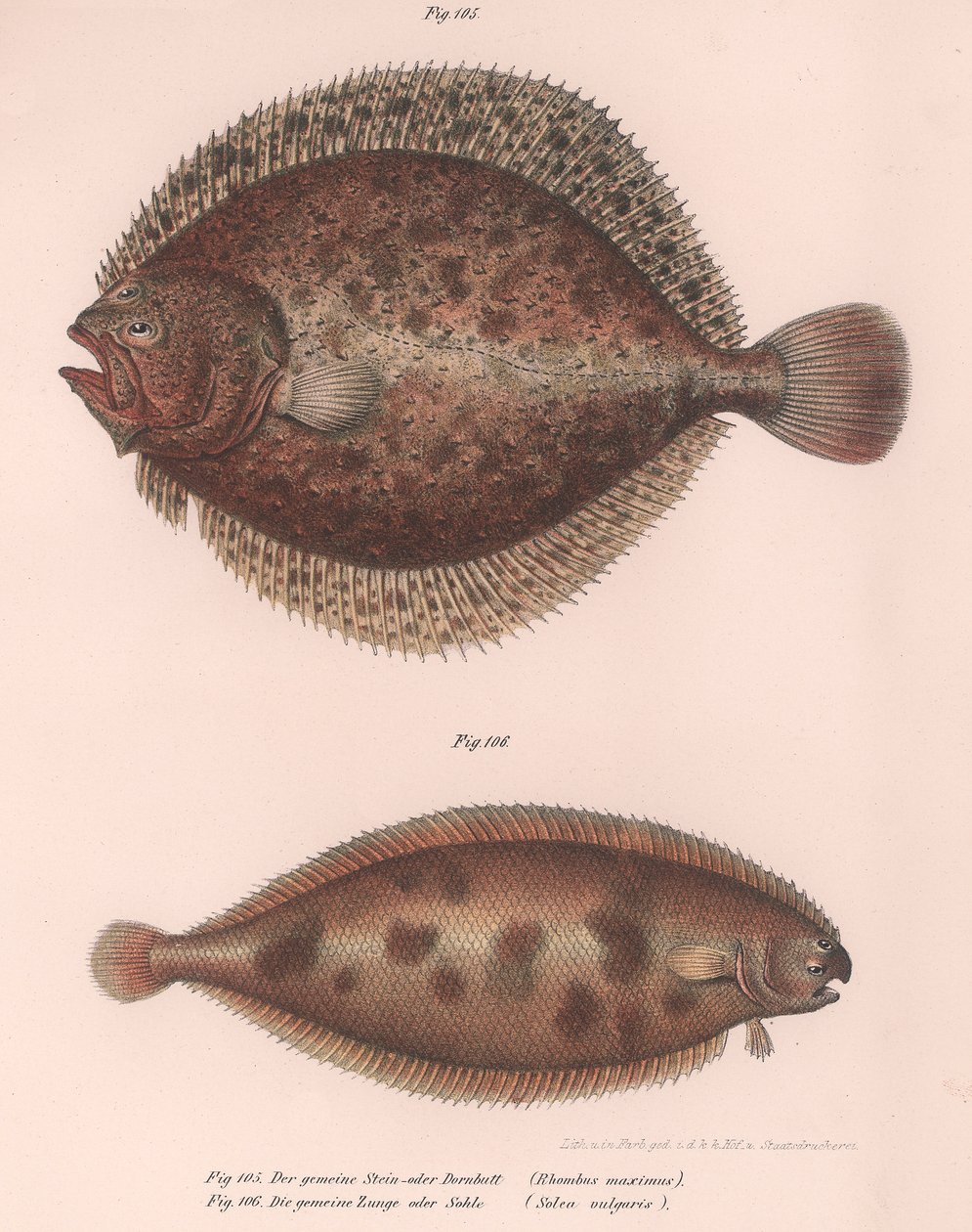 Kalkan, Rhombus maximus, Ortak Solea vulgaris, c.1850