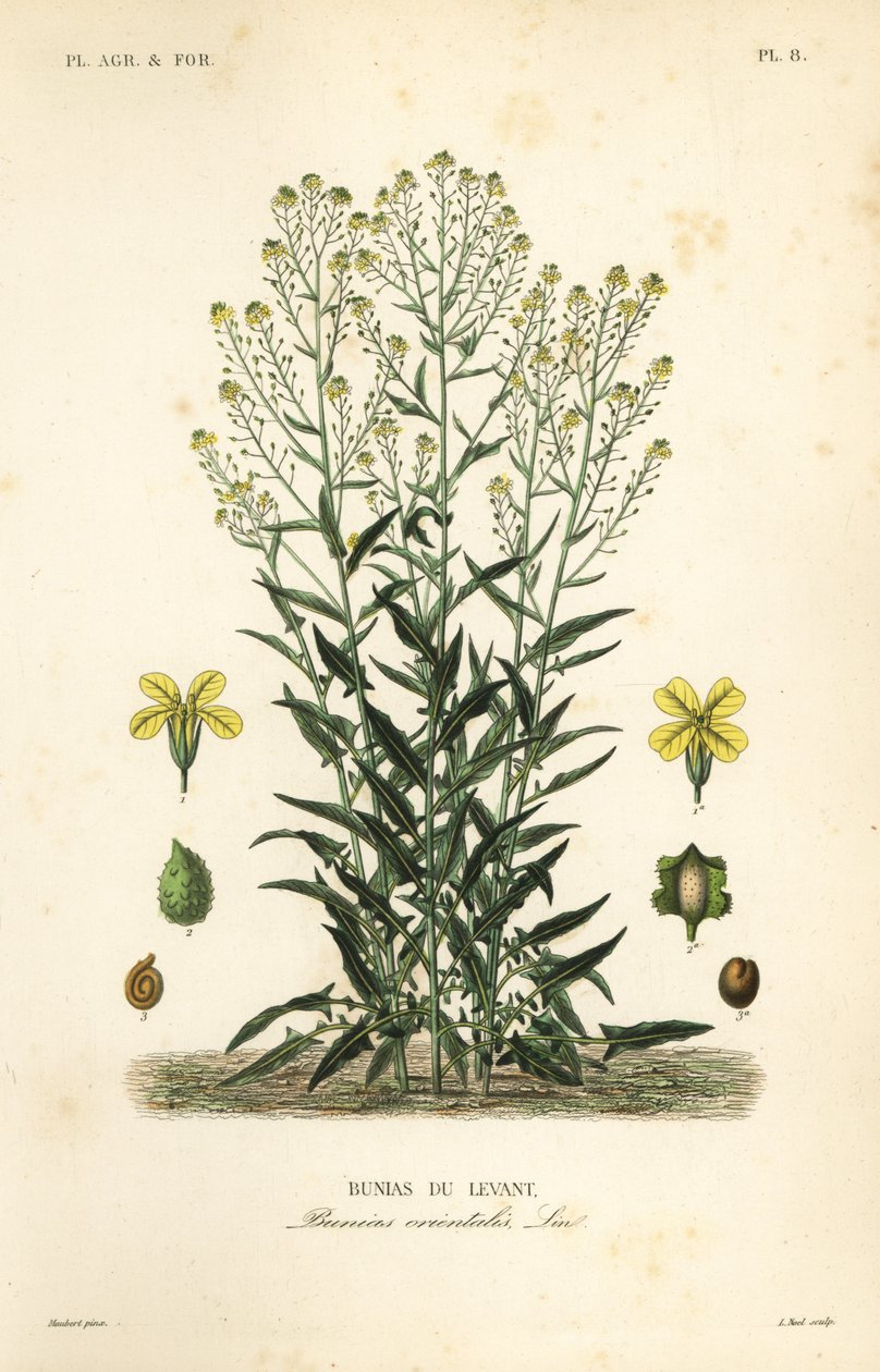 Türk siğil lahanası veya Türk roketi, Bunias orientalis, Bunias de Levant by Unbekannt