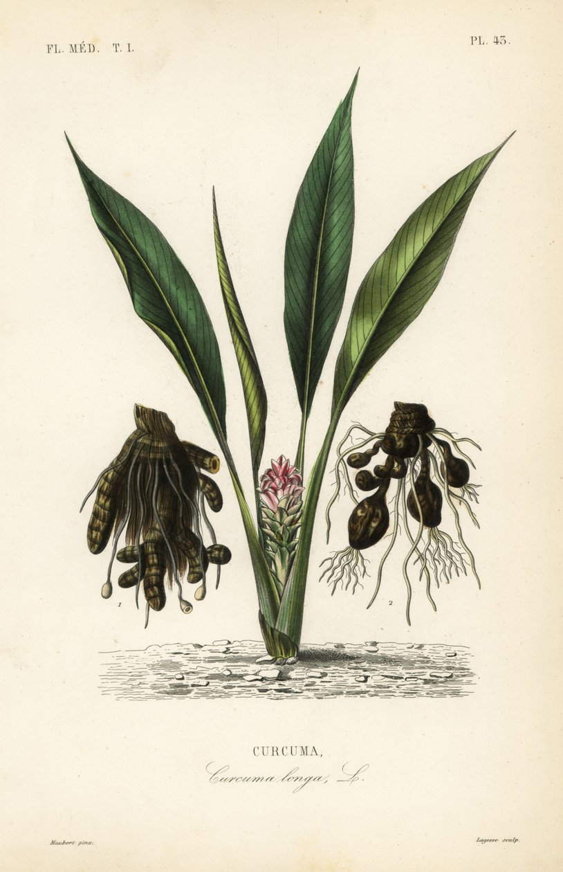Zerdeçal veya ukon, Curcuma longa, Curcuma by Unbekannt