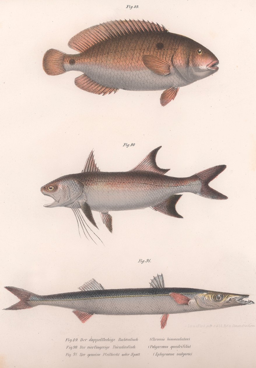 İki noktalı Bimaculatus, Afrika Redfin, Ortak Barracuda, c.1850