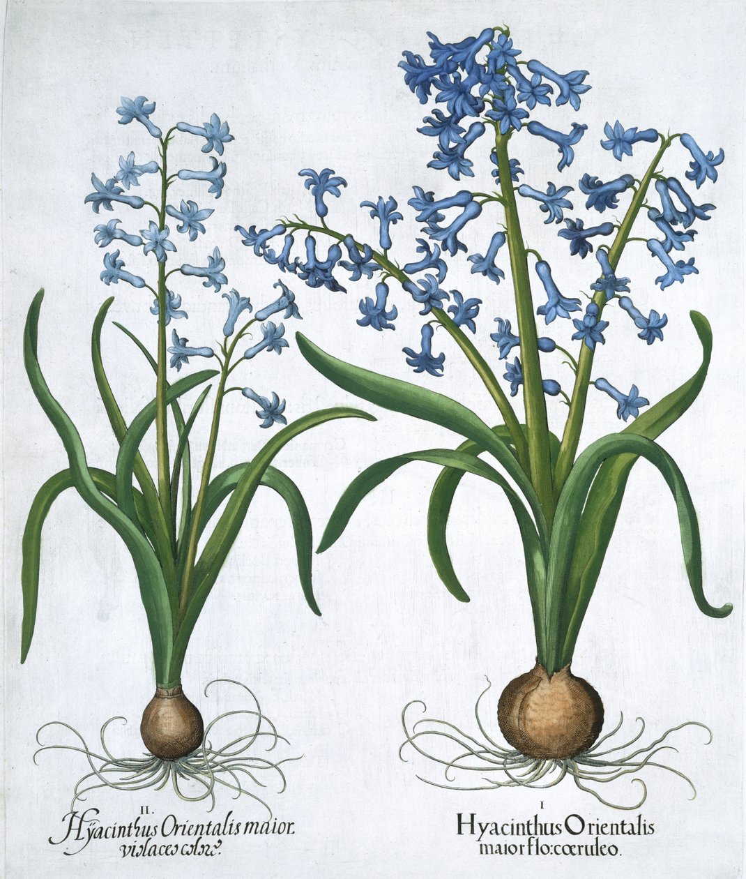 İki mavi sümbül, 1613 by Unbekannt