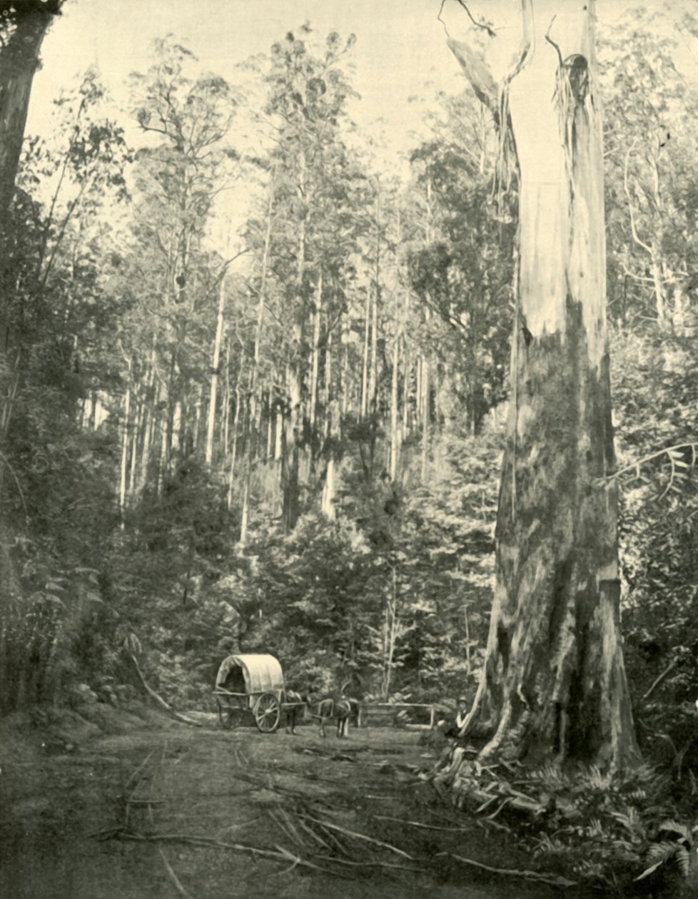 Sam Amca, 1901. by Unbekannt