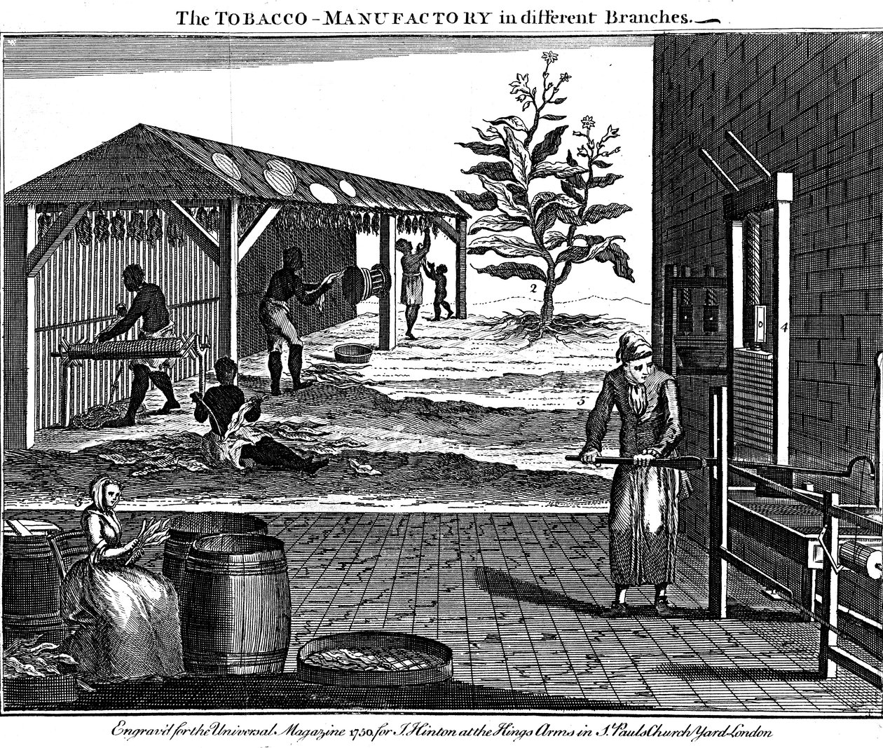 Tütün üretiminde çeşitli aşamalar, Virginia, ABD, 1750 by Unbekannt