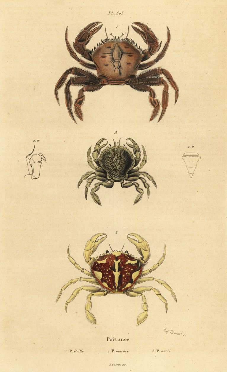 Kadife yengeç, Necora puber 1, mermer yüzücü yengeç, Liocarcinus marmoreus 2 ve Pennant