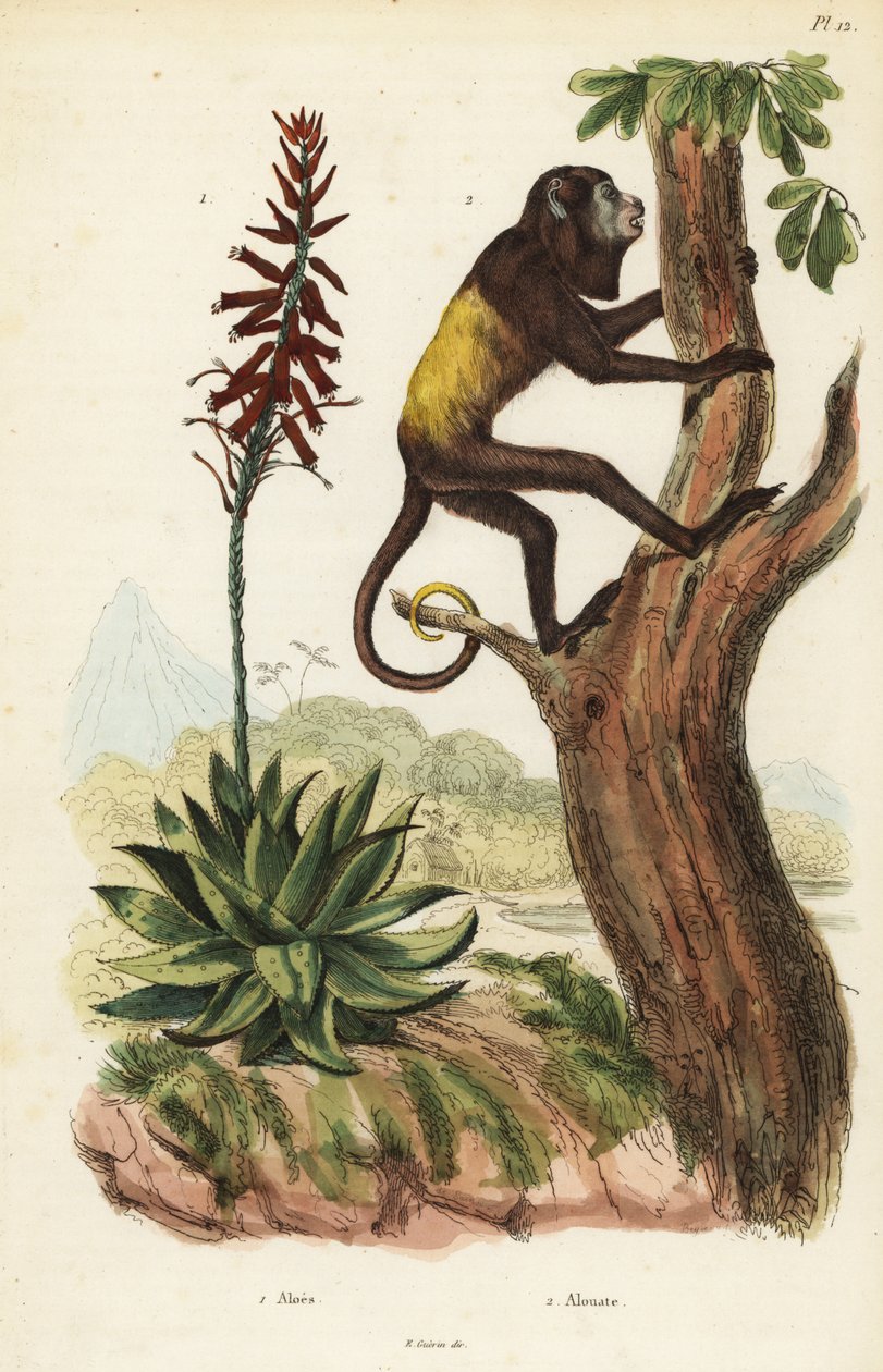 Venezüella kırmızı uluyan, Alouatta seniculus 2 ve Aloe vera by Unbekannt
