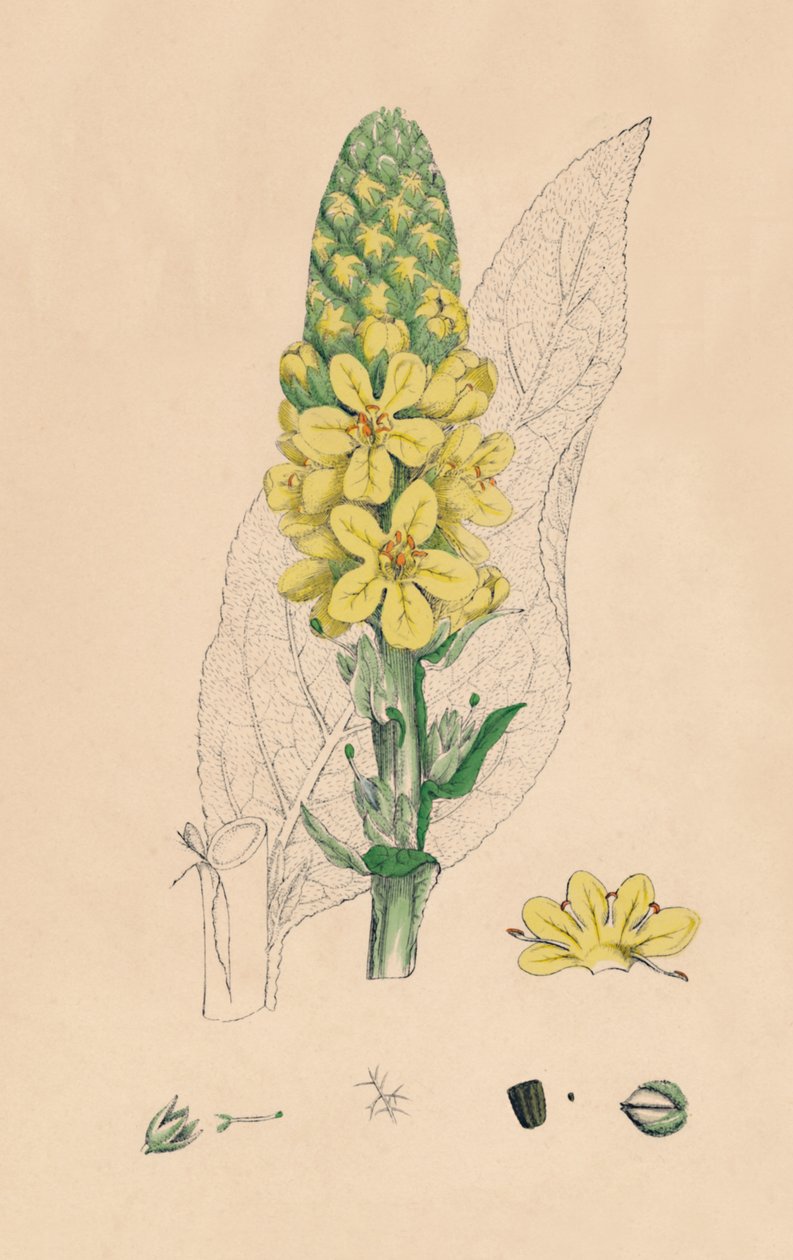 Verbascum Thapsus. Büyük Mullein, 19. Yüzyıl by Unbekannt