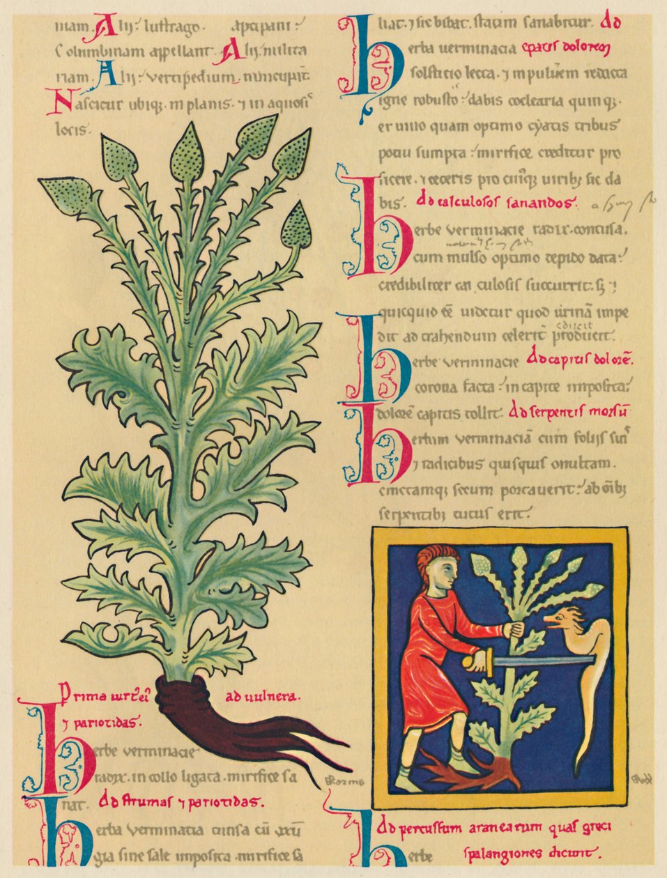Verbena veya Vervain, 1947 by Unbekannt