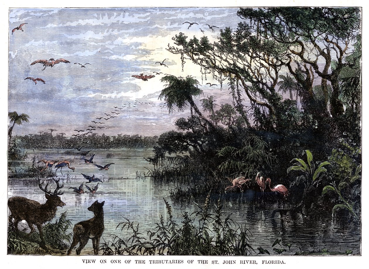 St John Nehri, Florida'nın Kollarından birinde görüntüleyin, 19. yüzyıl by Unbekannt