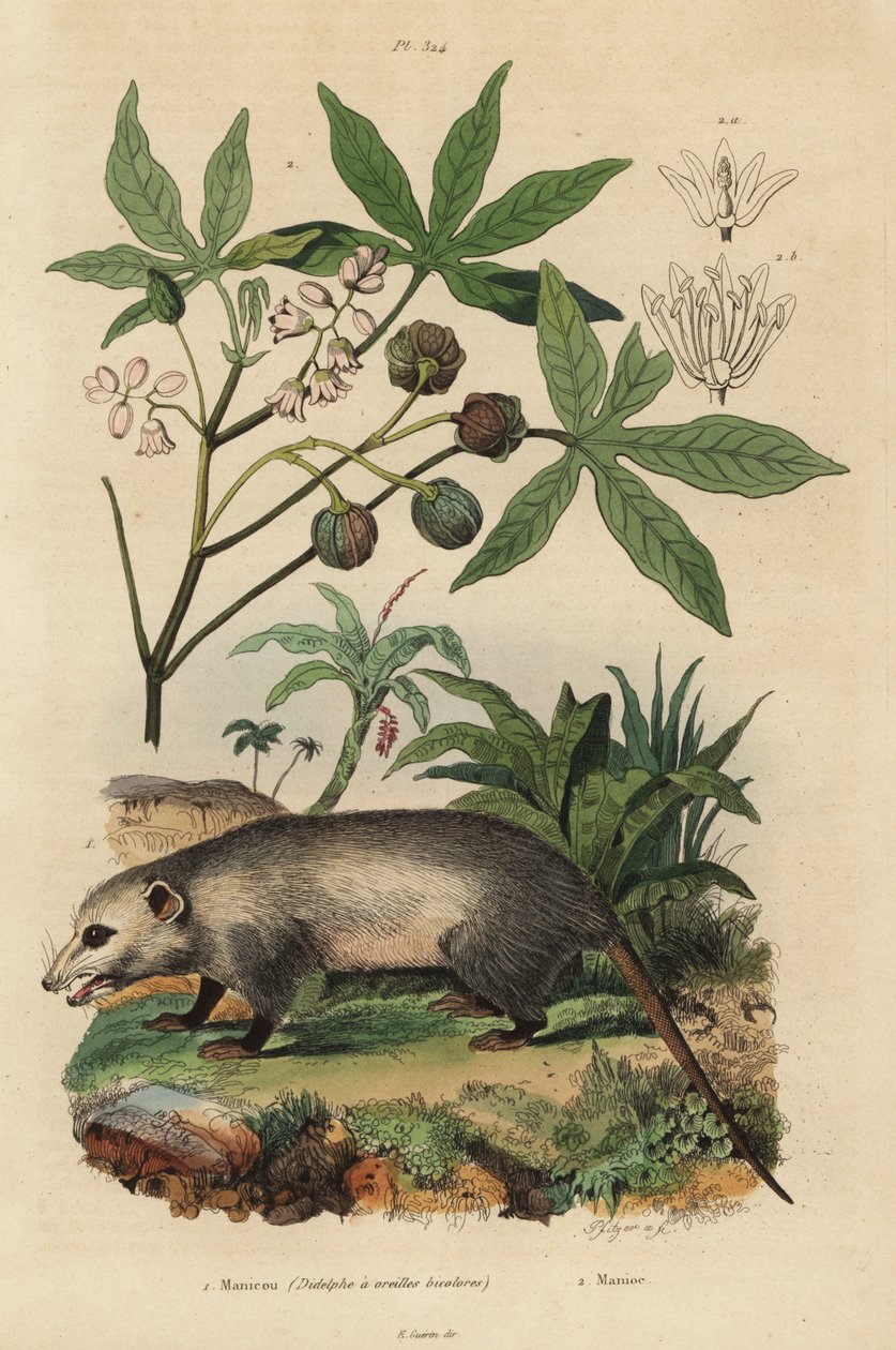 Virginia keseli sıçan, Didelphis virginiana 1 ve manyok veya yuca, Manihot esculenta 2 by Unbekannt