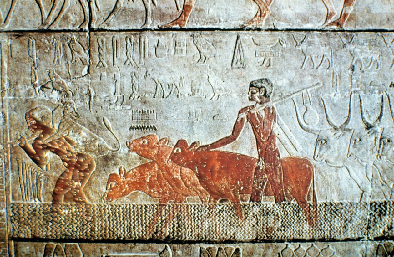 Bir kanalda yürüyen sığır, duvar kabartması, Saqqara, Mısır by Unbekannt